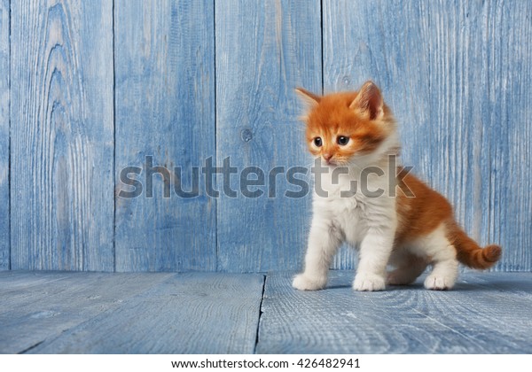 Ginger Kitten White Chest Long Haired Stock Photo Edit Now 426482941