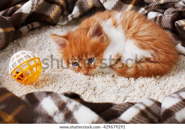 Ginger Kitten White Chest Long Haired Stock Photo Edit Now 429679291