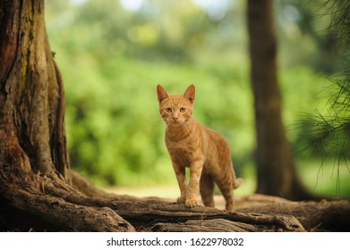 
Ginger Kitty Cat Outdoor Portrait