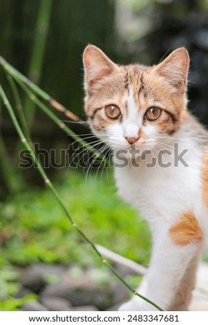 Ginger kitty looking up at camera. Curious expression on orange and white cat face.in the garden