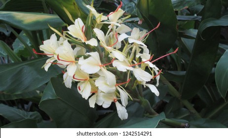 Ginger Lily Flowers High Res Stock Images Shutterstock