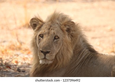 Ginger Lion South Luangwa National Park Stock Photo Edit Now 1237396492