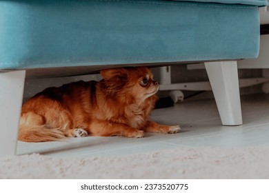 Ginger little dog chihuahua under the chair is afraid. High quality photo