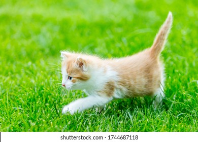 Ginger little kitten close-up on a green grass blurry background in a colorful backyard. Funny domestic animals. - Shutterstock ID 1744687118
