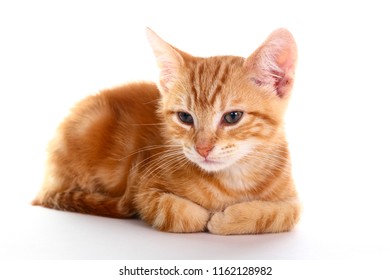 Ginger Mackerel Tabby Kitten Isolated On A White Background