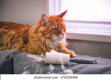 Ginger Maine Coon cat and lint roller with his fur on couch indoors.