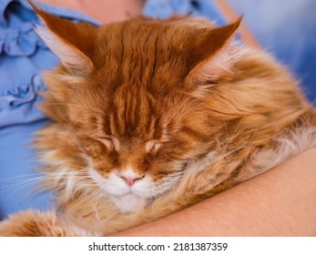 A Ginger Maine Coon Cat Sleeping On Its Owner