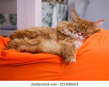 A Ginger Maine Coon Cat Sleeping On An Orange Bean Bag Chair Indoors.