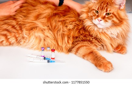 Vaccin Chat Photos Et Images De Stock Shutterstock