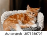 ginger Maine-Coon kitten lying on top of cat house at home, red small thoroughbred cat. pet care concept