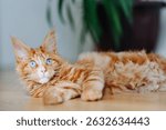 ginger Maine-Coon kitten lying on floor at home, green plant in background, red small thoroughbred cat. pet care concept