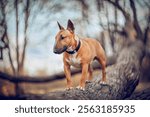 Ginger miniature bull terrier stands on a downed tree. English Bull Terrier. Portrait of a dog. A pet.