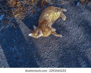 A Ginger Mixed Breed (Moggie) Cat Rolling on the Street and Looking Up to the Camera
