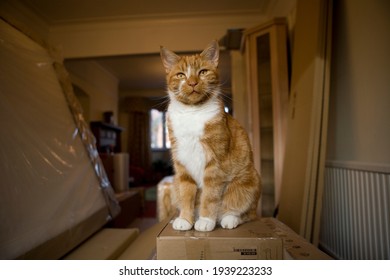 Moggys Galleries