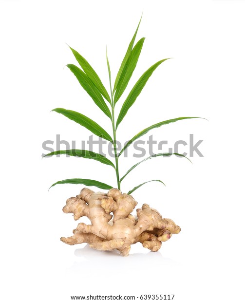 Ginger On White Background Stock Photo 639355117 | Shutterstock