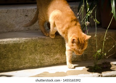 Ginger Or Orange Cat Walking Down A Stair In A Village In The Provence In The South Of France.