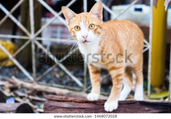 Ginger Orange Domestic Short Hair Cat Stock Photo Edit Now