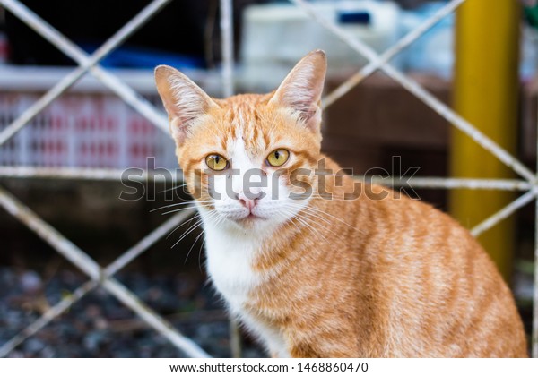 Ginger Orange Domestic Short Hair Cat Stock Photo Edit Now