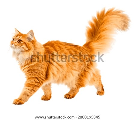 Ginger Orange Long Haired Tabby Cat Walking, Fluffy Domestic Feline Isolated on White Background