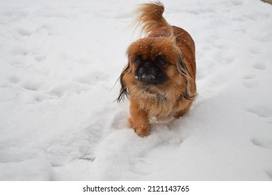 Ginger Pekingese Dog Walking Outside In Snow Weather