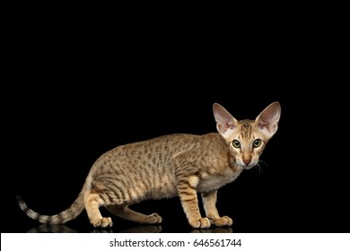 Peterbald Images Stock Photos Vectors Shutterstock