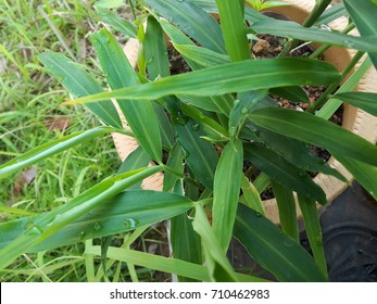 Ginger Plant In A Pot 