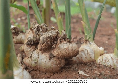 Ginger plant with the scientific name Zingiber officinale which is grown in gardens, is often used as a spice and raw material for traditional medicine.