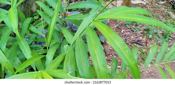 Ginger plant - type of spics and also medicine