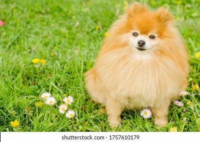 Ginger Pomeranian Puppy On Green Grass. Fluffy Miniature Spitz On Natural Background, Copy Space, Place For Text. Dog Walking Outdoors In Park Without Collar. Command Execution, Obedience.