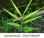 Ginger is a pseudo-stemmed plant, 30 cm to 1 m high, upright, unbranched, composed of leaf sheaths, round in shape, pale green in color and reddish at the base of the stem.