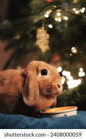 The ginger rabbit looks at the camera and eats food. Bokeh in the background.