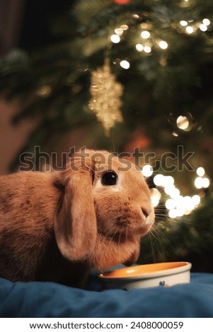 The ginger rabbit looks at the camera and eats food. Bokeh in the background.