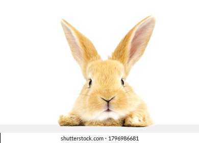 Ginger rabbit peeks out at the banner. Photo of a fluffy pet on a white background. Soft focus. Close up - Powered by Shutterstock