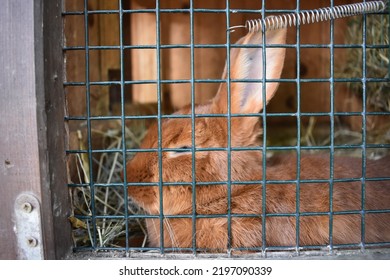 Ginger rabbit in a shelter cage with green wires locked up