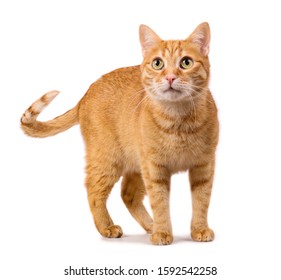 Ginger red cat isolated on white background - Powered by Shutterstock