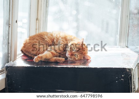 The Ginger Red Cat Sleeps on the Box on the Balcony