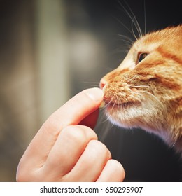 Ginger Red Cat Takes A Pill