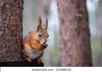 Ginger red squirrel on pine tree branches in autumn forest