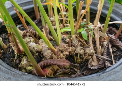 Ginger Rhizome Of Ginger Plant.