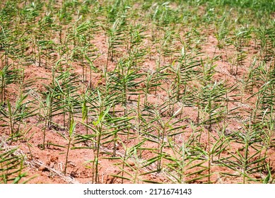 Ginger Root On Ground Field, Nature Ginger Plant Tree Cultivate Planting On Soil Agriculture Farm , Growing Ginger With Leaf