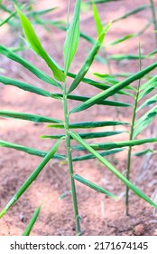 Ginger Root On Ground Field, Nature Ginger Plant Tree Cultivate Planting On Soil Agriculture Farm , Growing Ginger With Leaf