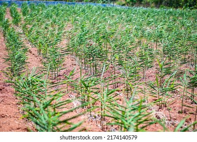 Ginger Root On Ground Field, Nature Ginger Plant Tree Cultivate Planting On Soil Agriculture Farm , Growing Ginger With Leaf