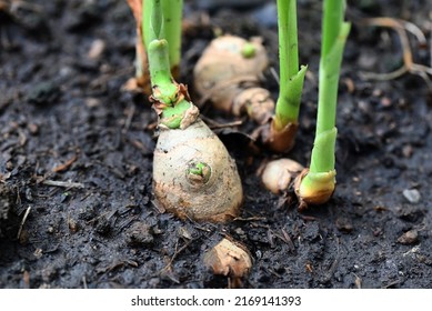 Ginger Root On Ground , Nature Ginger Plant Tree Cultivate Planting On Soil , Growing Ginger