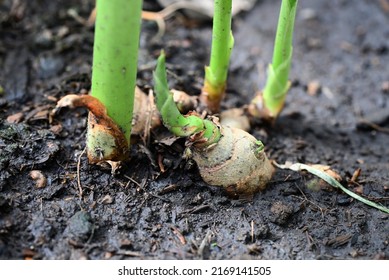 Ginger Root On Ground , Nature Ginger Plant Tree Cultivate Planting On Soil , Growing Ginger