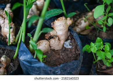 Ginger Root On Ground Pot, Nature Ginger Plant Tree Cultivate Planting On Soil , Growing Ginger