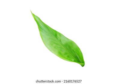 Ginger Or Ginger Root Or Zingiber Officinale Plant Fresh Leaf Isolated On White  