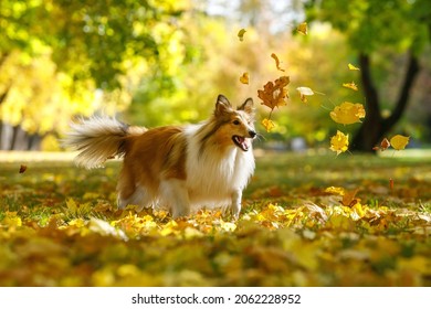 Ginger Sheltie Dog Playing In Leaves In Autumn Park