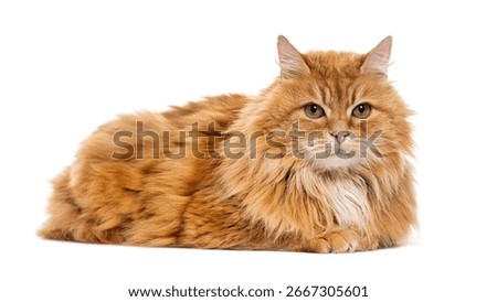 Ginger Siberian cat lying down and looking forward on white background