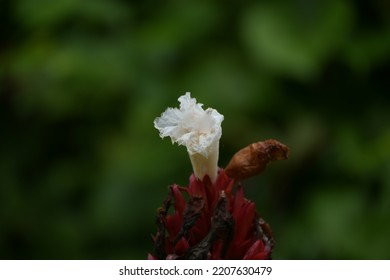 Crêpe Ginger, Is A Species Of Flowering Plant In The Family Costaceae.