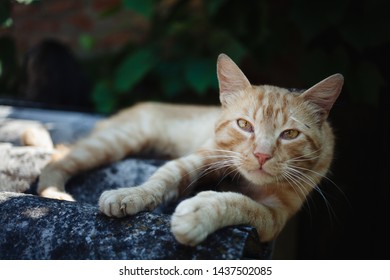 Ginger Street Cat Resting On The Roof In The Summer Heat